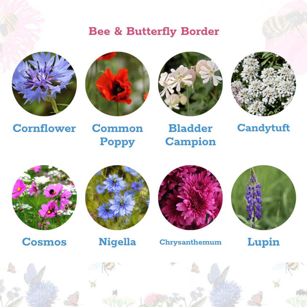Wildflower Seedballs | Scatter Box of 30 | Bee & Butterfly Border | Little Gift