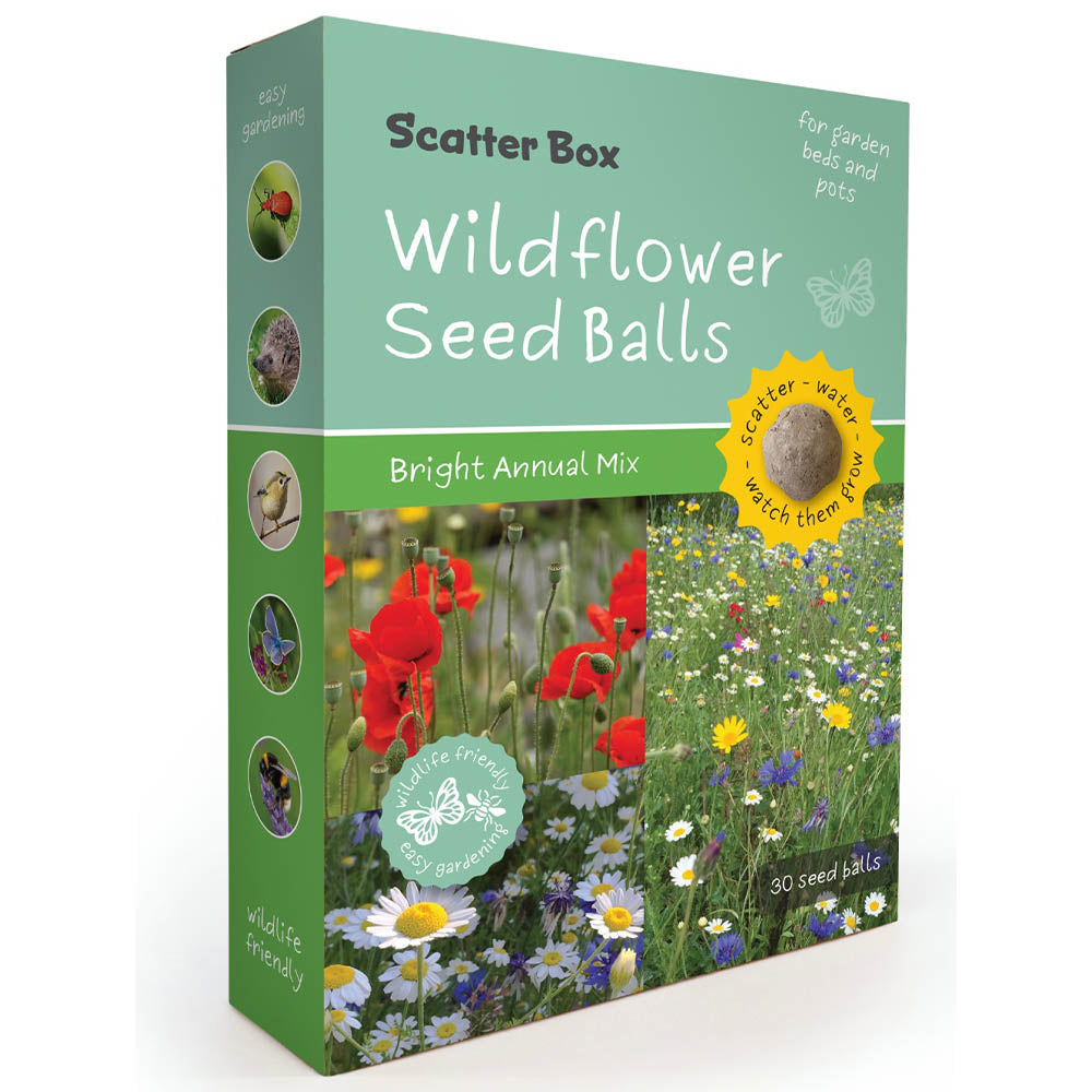 Wildflower Seedballs | Scatter Box of 30 | Bright Annual Mix | Little Gift
