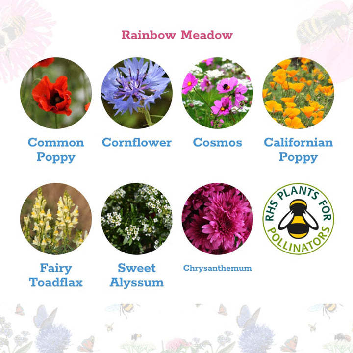 Wildflower Seedballs | Scatter Box of 30 | Bright Annual Mix | Little Gift