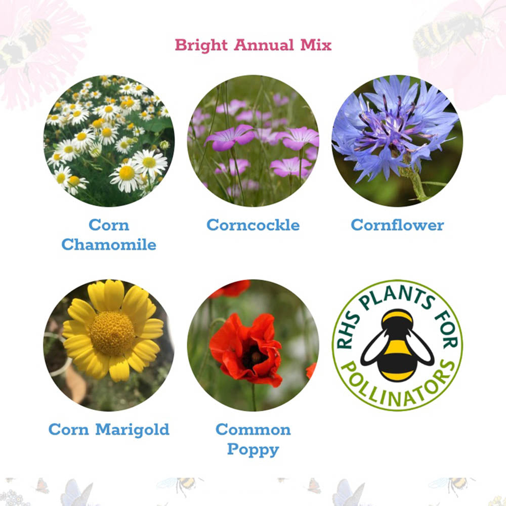 Wildflower Seedballs | Scatter Box of 30 | Bright Annual Mix | Little Gift