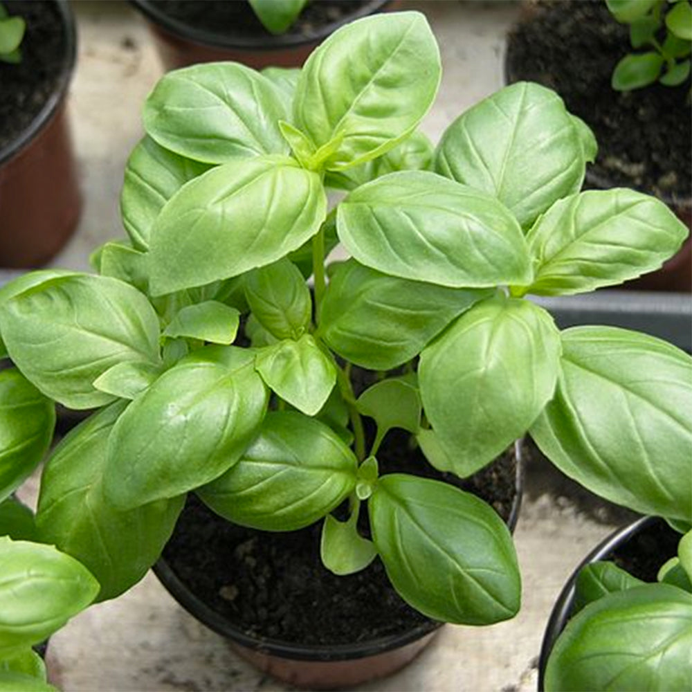 Basil | Luxury Tube of 20 Seedballs | Cracker Filler | Little Gift