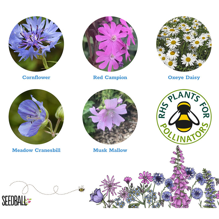 Happy Birthday | Matchbox of 6 Seedballs | Cracker Filler | Mini Gift