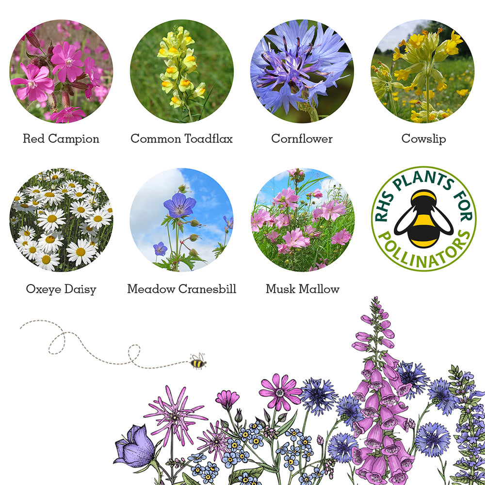 Bat Friendly Plants | Matchbox of 6 Seedballs | Cracker Filler | Mini Gift