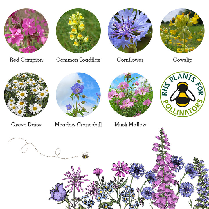 Bat Friendly Plants | Matchbox of 6 Seedballs | Cracker Filler | Mini Gift