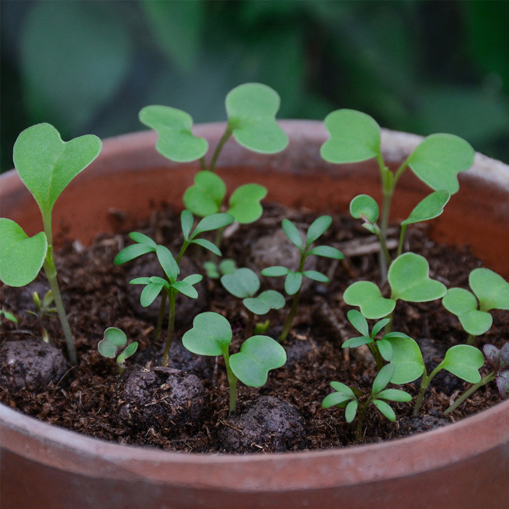 Bat Friendly Plants | Matchbox of 6 Seedballs | Cracker Filler | Mini Gift