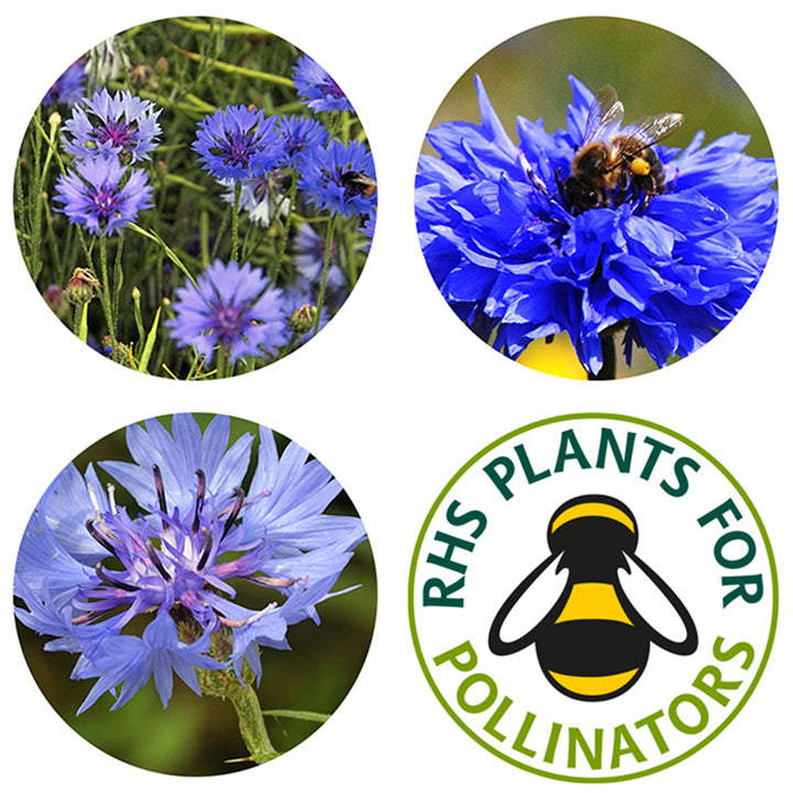 Cornflowers | 12 Native Wildflower Seedballs | Little Gift | Cracker Filler