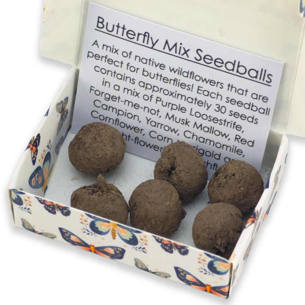 Grow Your Own Butterfly Food | 6 Seedball Matchbox | Cracker Filler | Mini Gift