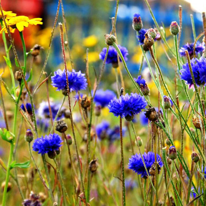 Cornflowers | 12 Native Wildflower Seedballs | Little Gift | Cracker Filler