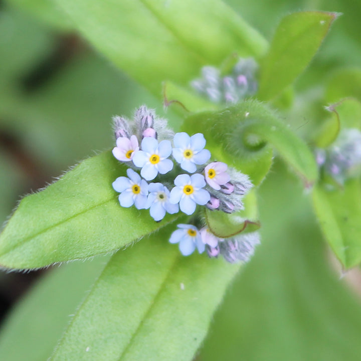 Forget-Me-Not | 12 Native Wildflower Seedballs | Little Gift | Cracker Filler