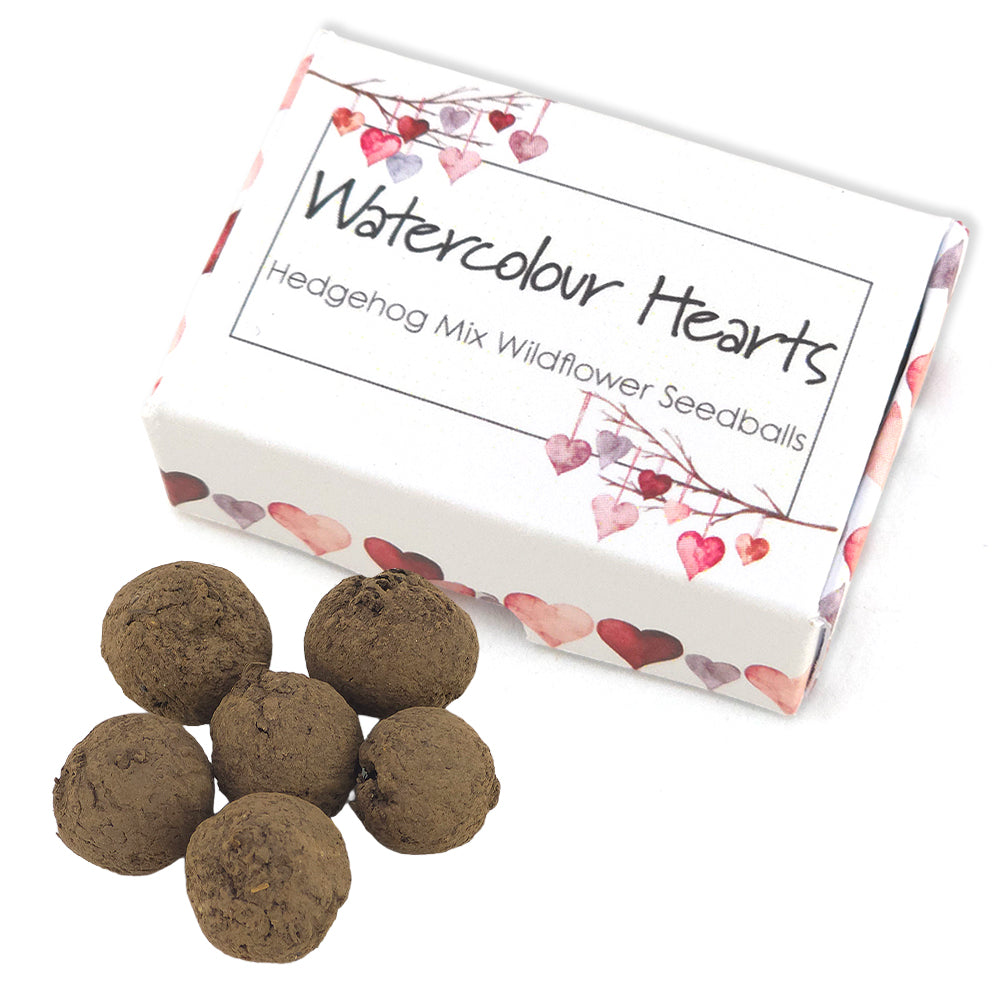 Watercolour Hearts | Hedgehog Friendly Seedball Box | Valentines Cracker Gift