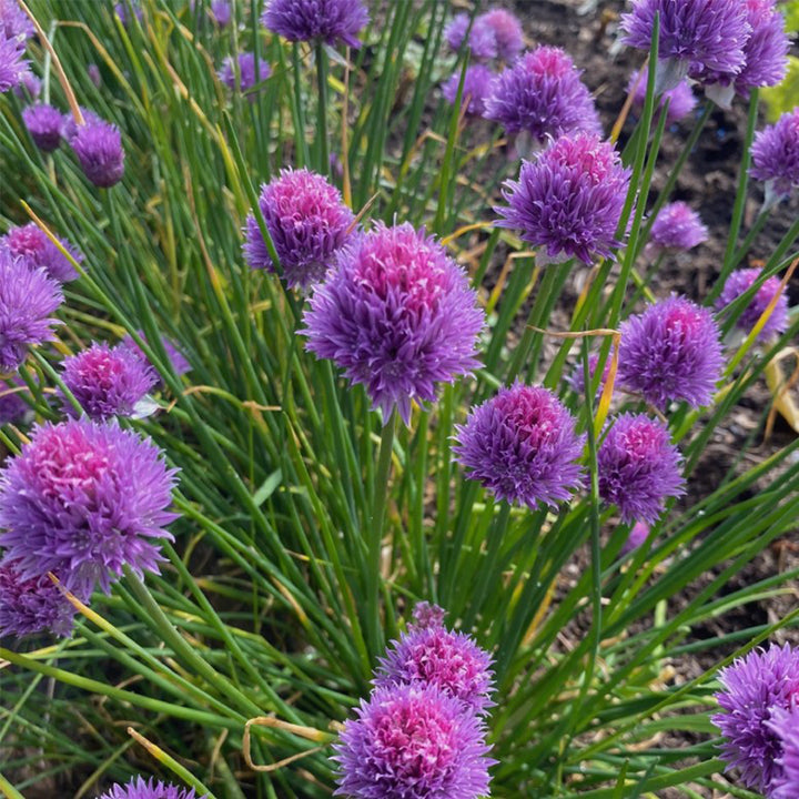 Chives | Luxury Tube of Seedballs | Cracker Filler | Little Gift