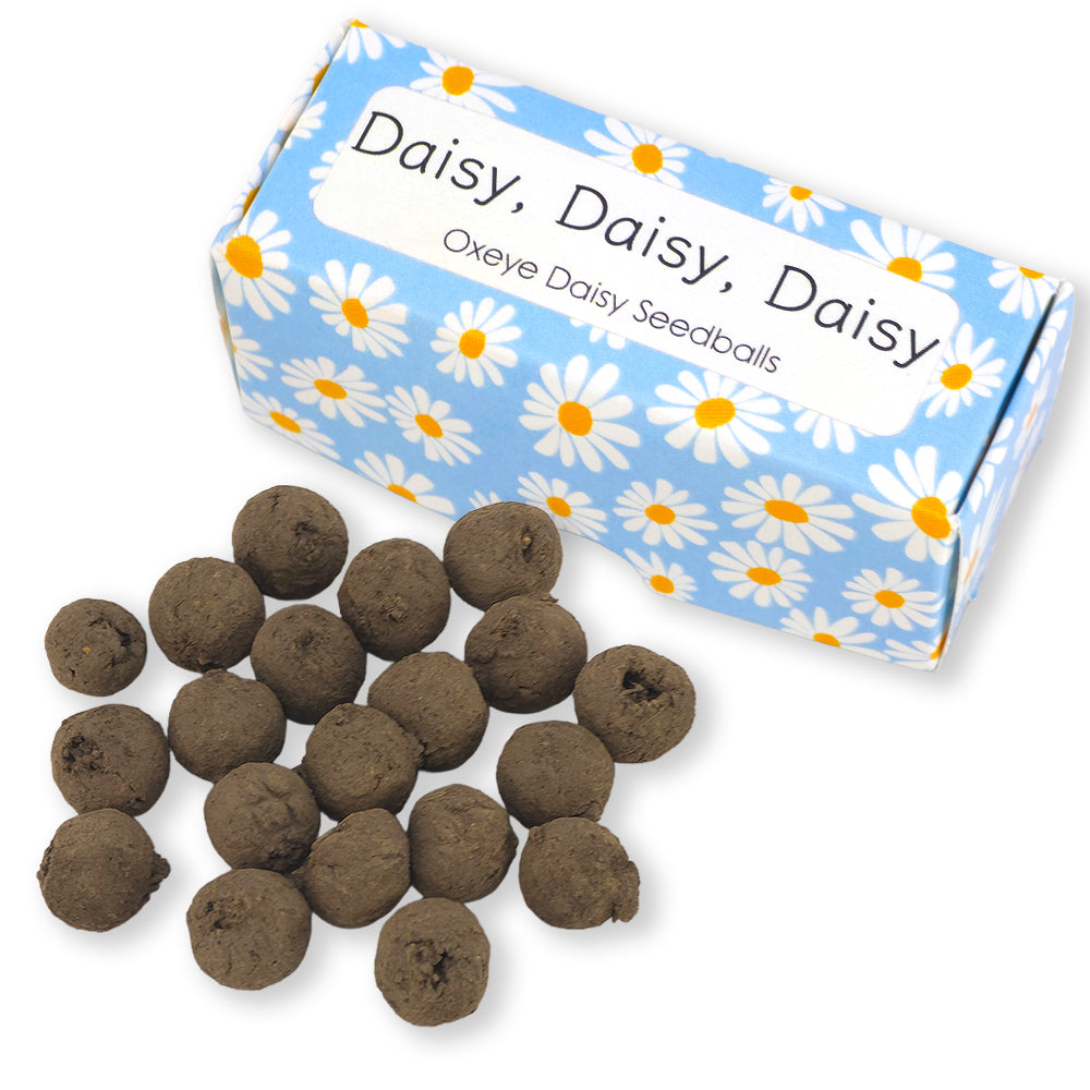 Blue Daisy Design | 20 Oxeye Daisy Seedballs | Cracker Filler | Little Gift