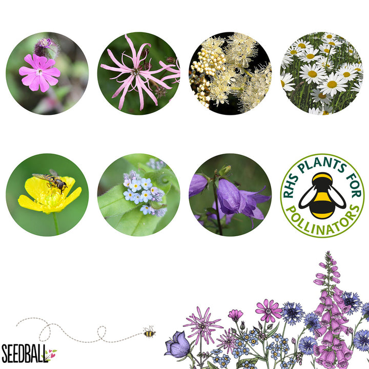 Shade Mix | 12 Native Wildflower Seedballs | Little Gift | Cracker Filler