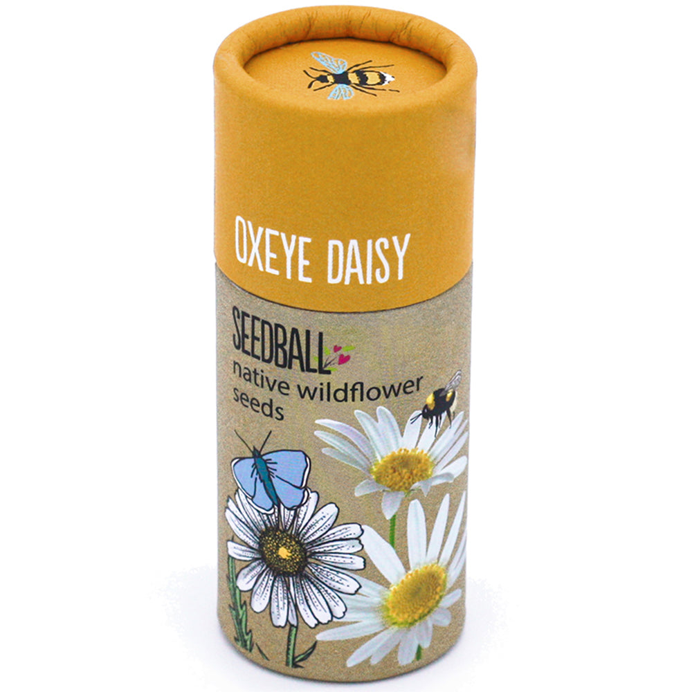 Oxeye Daisy | Luxury Tube of Seedballs | Cracker Filler | Mini Gift