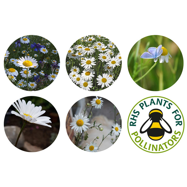 Oxeye Daisy | 12 Native Wildflower Seedballs | Little Gift | Cracker Filler