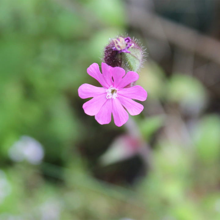Red Campion | Luxury Tube of Seedballs | Cracker Filler | Little Gift