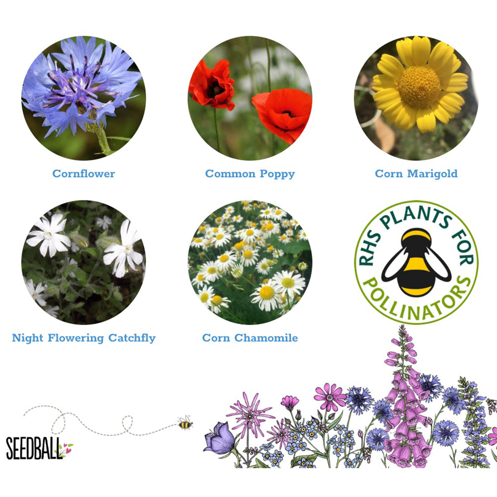 Annuals Mix | 12 Native Wildflower Seedballs | Little Gift | Cracker Filler
