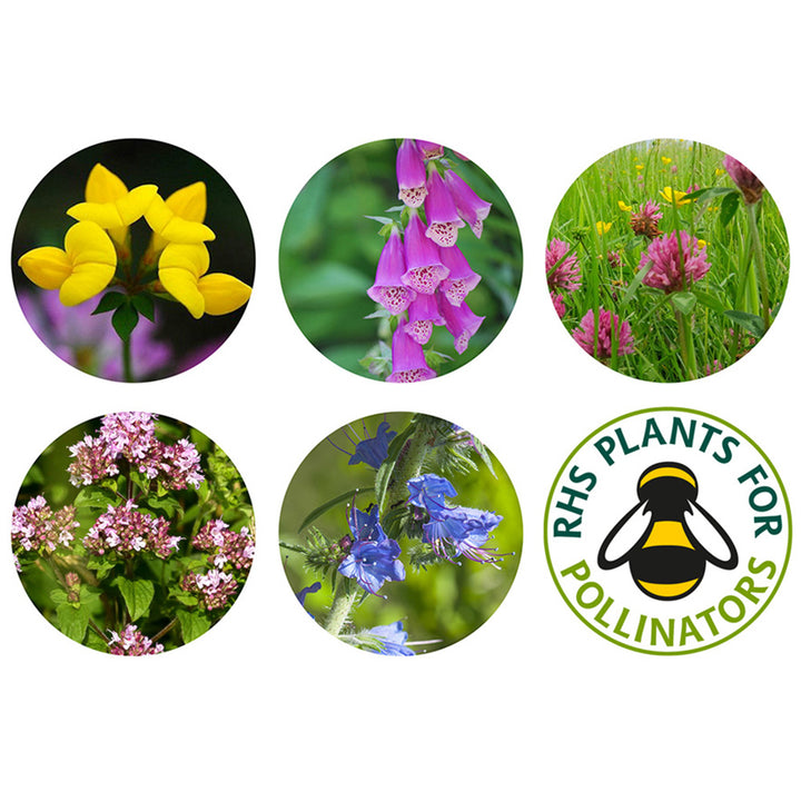 Bee Mix | 12 Native Wildflower Seedballs | Little Gift | Cracker Filler