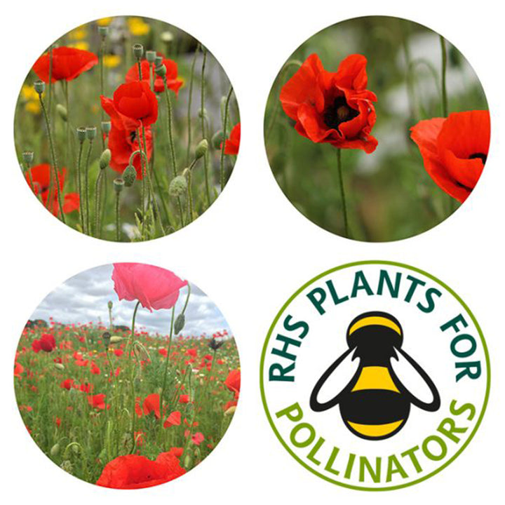Poppies | 12 Native Wildflower Seedballs | Little Gift | Cracker Filler
