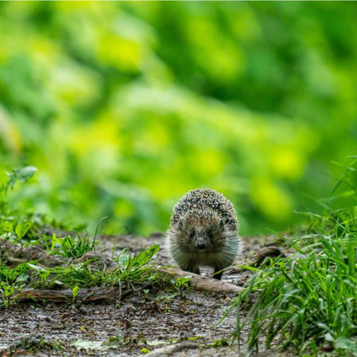 Hedgehog Mix  | Wildflower Seedball Tin | Lovely Gift