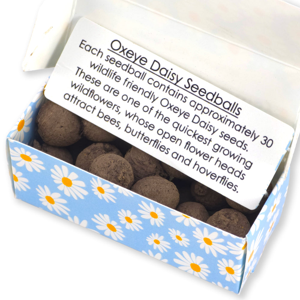 Blue Daisy Design | 20 Oxeye Daisy Seedballs | Cracker Filler | Little Gift