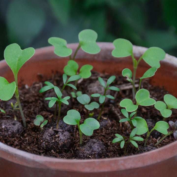 Shade Mix | 12 Native Wildflower Seedballs | Little Gift | Cracker Filler