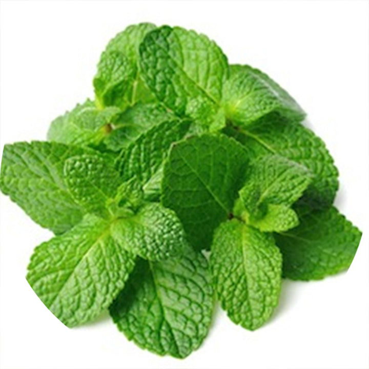 Mint | Luxury Tube of Seedballs | Cracker Filler | Little Gift