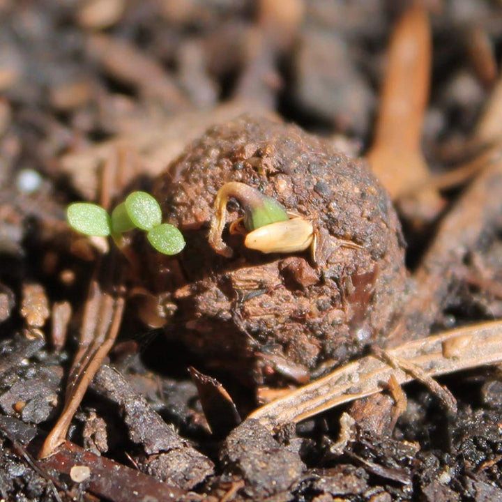 Garden Meadow | 12 Native Wildflower Seedballs | Little Gift | Cracker Filler
