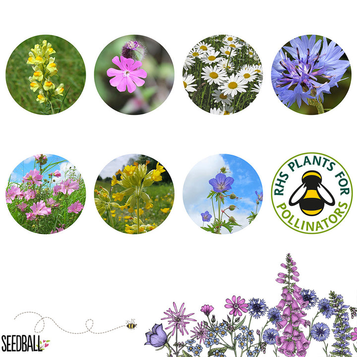 Garden Meadow | 12 Native Wildflower Seedballs | Little Gift | Cracker Filler