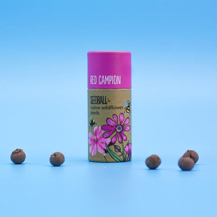 Red Campion | Luxury Tube of Seedballs | Cracker Filler | Mini Gift