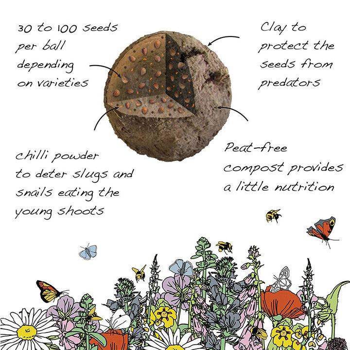 Forget Me Not Seeds | Luxury Tube of Seedballs | Cracker Filler | Little Gift