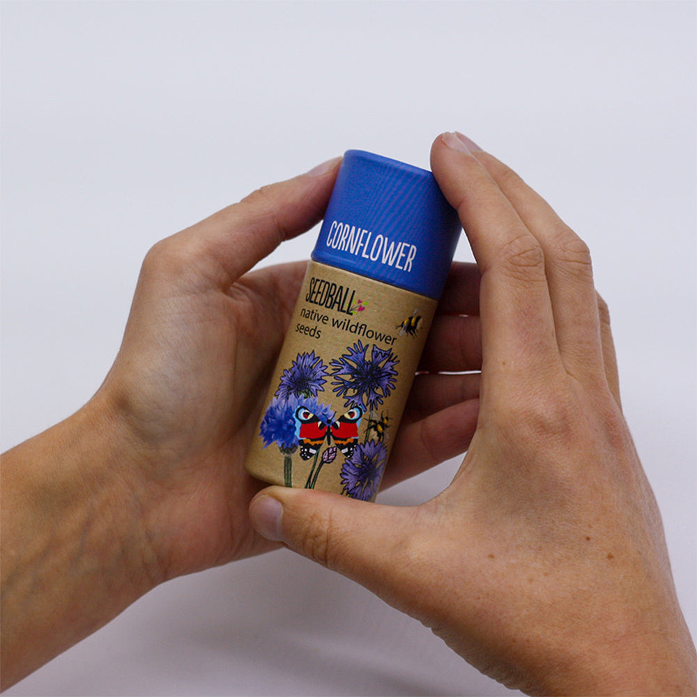 Cornflowers | Luxury Tube of Seedballs | Cracker Filler | Little Gift