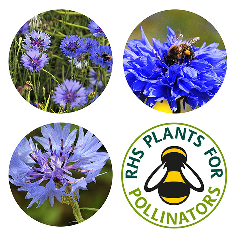 Cornflowers | Luxury Tube of Seedballs | Cracker Filler | Little Gift