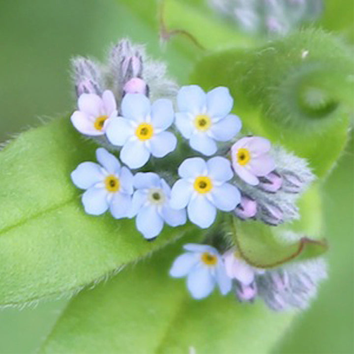 Forget Me Not Seeds | Luxury Tube of Seedballs | Cracker Filler | Little Gift