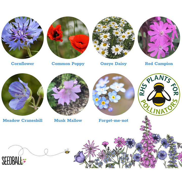 Rainbow Wildflowers | Seedball Matchbox | Cracker Filler | Little Gift